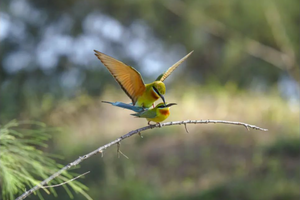 4月22日（周三）| 3天湛江天成台 中国最美小鸟-蜂虎暨海边日落日落创作团