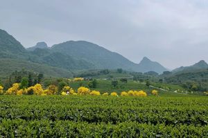 3月19日（周四）| 1天英德积庆里茶田 黄花风铃的春天会员活动