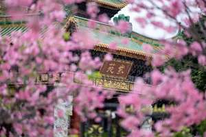 3月22日（周日）| 1天广州樱花双享 南沙十八罗汉公园&番禺宝墨园