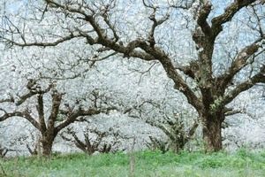 3月20日（周五）| 2天连州高山老树梨花 千年古村落摄影之旅