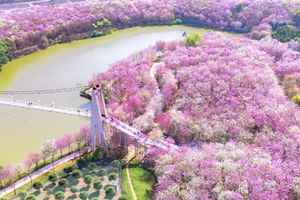 3月21日（周六）| 1天蓝田紫林千亩花海&鳌头向日葵花田会员活动