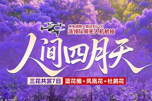 【人间四月天】7天昆明&西昌蓝花楹深度之旅