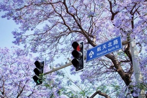 4月22日 | 5天紫色浪漫 春日西昌蓝花楹 泸沽湖邛海春日好风光