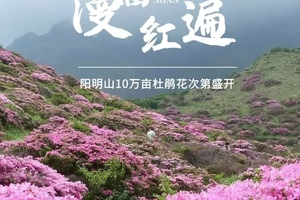 4月28日（周二）| 3天永州阳明山十万亩杜鹃花海 皇后山春日茶田云海 英西蓝花楹摄影采风之旅