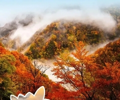 11月08日 | 7天湖北神龙架秋色 三峡之巅红叶 梦里水乡 岳阳楼 摄影旅行 