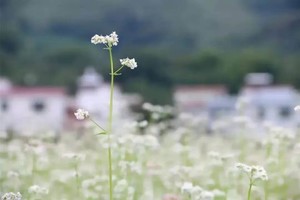 11月03日/08日（周二/周日）| 1天翁源荞麦花开 东华禅寺烟火人文 会员活动