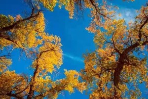 10月08日 | 8天金秋额济纳 这一片胡杨已经三千年了