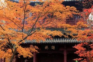 11月28日 | 6天南京栖霞山秋色 鸡鸣山 中山陵 明孝陵 深度摄影创作之旅