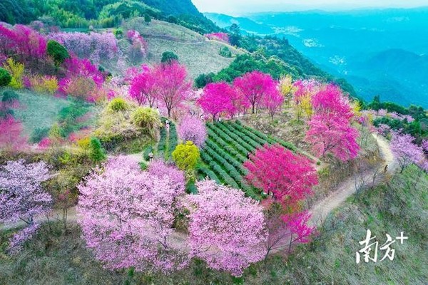 潮汕采风 | 茶园春日樱花舞 风情潮汕英歌舞 日出云海鸿图嶂 三天摄影创作团（2月23日）