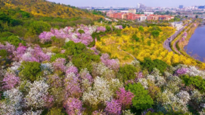 3月10日（周二）一天西樵山环山花海长廊 高明万亩稻田油菜花@定格你的会员活动