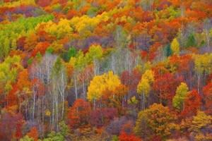 10月09日 | 7天辽东秋色 本溪红叶 大石湖 关门山 老边沟 秋色中等你