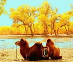 11月08日 | 11天深秋南疆 金色胡杨林 冰川与沙漠 雪山与戈壁 浓郁民俗风情之旅