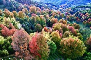 12月03日（周三） |  3天河源缺牙山枫叶漫山 五指山晚霞 日落日出风车山之旅