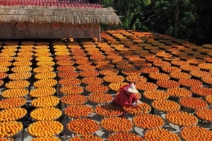11月30日（周日） | 3天秋意广西 恭城柿子红 灵川银杏黄 相公山云海日出