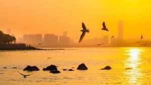 特别会员活动 | 佳能&广东省青年摄影家协会深圳湾拍鸟摄影活动