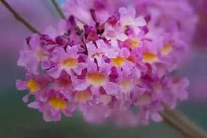 12月13日（周六）&12月19日（周五）|  1天新会非遗陈皮晾晒 紫花风铃环境人像会员活动