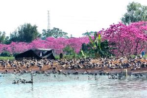 12月18日（周四）|  1天三水原生态紫花风铃 里水梦里水乡百花园会员活动