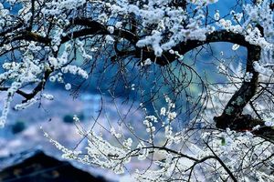 2月04日（周三）| 2天阳山冯屋水浪花谷李花 丰阳村非遗烤牛肉 村落风光之旅