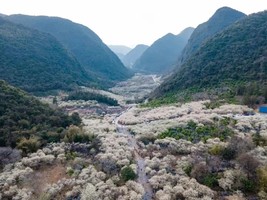 1月28日（周三）| 1天阳山冯屋水浪花谷李花绽放如雪会员活动