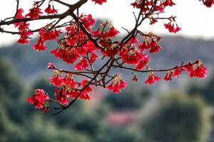 2月05日（周四） | 1天新丰樱花峪红缨绽放 犹如云霞灿烂（两期）