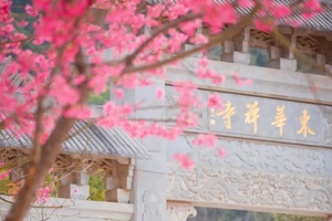 2月10日（周二） | 1天东华寺樱花 禅韵悠然 李洞老树桃花