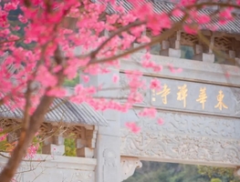 2月10日（周二） | 1天东华寺樱花 禅韵悠然 李洞老树桃花