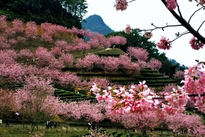 2月23日（初七）| 3天年味潮汕 客都梅州花灯 阴那山茶田樱花 普宁莺歌舞锣鼓响