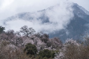3月26日 | 8天林芝桃花盛宴 慢赏慢行西藏最美三月天