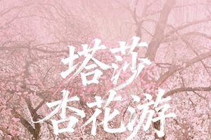 【塔莎杏花】7天喀什大同塔尔乡杏花游