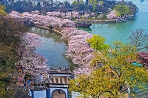 3月22日（周日） | 6天樱语江南 鼋头渚樱花之旅（含机票3999元）