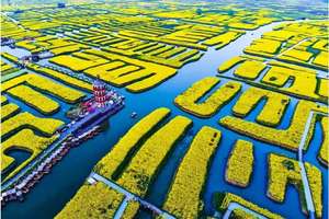 3月28日 | 6天花事江南 赏兴化油菜花盛开 看盐城丹顶鹤翩翩起舞