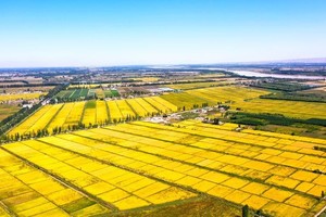 10月31日（周五） |  寻香稻影  顺德制香技艺与高明稻田风光摄影会员一天活动