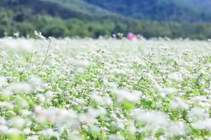 11月02日（周日） |  翁源龙田村荞麦花开&稻田秋收会员一天活动
