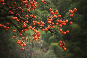 10月29日（周三） |  “柿”界真美 · 稻乡寻韵 从化秋日光影采风会员一天活动