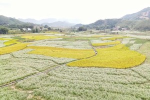 11月07日（周五） |  翁源龙田村荞麦花开 湖心坝客家围屋会员一天活动