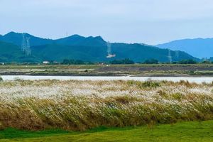 11月05日（周三） | 清远大片大片的芦苇花海 宁静小渔村会员一天活动