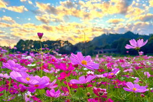 12月10日（周三） | 2天云浮油菜花 格桑花海 番薯节丰收之旅