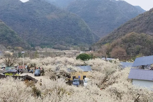 花期6期【确定成团1日】打卡“清远小林芝”水浪花谷一天