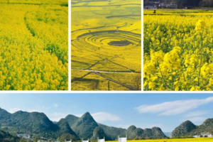 春节2期：黔东南6天+万峰林油菜花+马岭河瀑布+黄果树