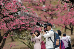3月04日（周二）| 1天连平万亩桃花活动，定格你的会员活动