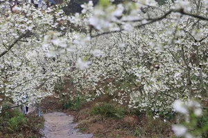 2月24日（周二） | 1天相约广宁赏洁白如雪的山楂花会员活动