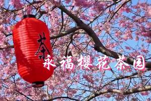 20230214永福樱花之旅