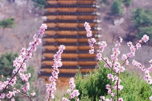 「特价68」清明1日｜【银山塔林徒步】•湖门村-塔林环穿の徒步漫山遍野的粉色花海如梦如幻（初级）