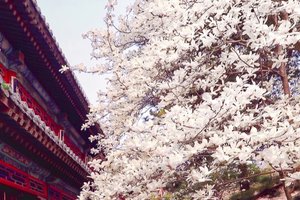 「特价128含门票」清明1日｜【潭柘寺】潭柘玉兰花开の千年古刹-皇家寺院-戒台寺登山步道｜休闲1日