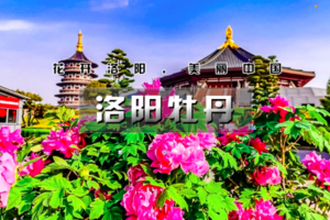 周末2日｜【洛阳牡丹】洛阳牡丹甲天下の老君山日落+夜景-洛邑古城-白马寺-龙门石窟