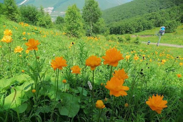 7.13-7.14日｜【南北驼梁露营】可住宿|7月必走户外徒步圣地 轻徒步   南北驼梁经典路线  赏漫山金莲花