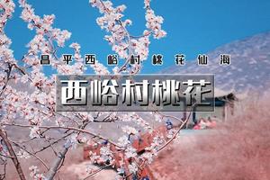 「特价68」清明1日｜【西峪村桃花】•徒步山谷栈道看满山花海の距离赏花小众打卡
