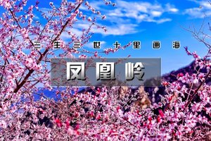 「周三特价78」每周三/六/日｜【凤凰岭-白虎涧徒步】の京郊赏花天花板の即将迎来盛花期