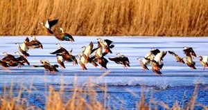 「特价78」每周三/六/日|中午出发｜【野鸭湖】橘子日落-网红打卡拍芦苇漫天の闯入金色芦苇荡的冬日童话