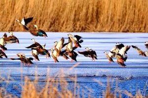 「特价78」每周三/六/日|中午出发｜【野鸭湖】橘子日落-网红打卡拍芦苇漫天の闯入金色芦苇荡的冬日童话 